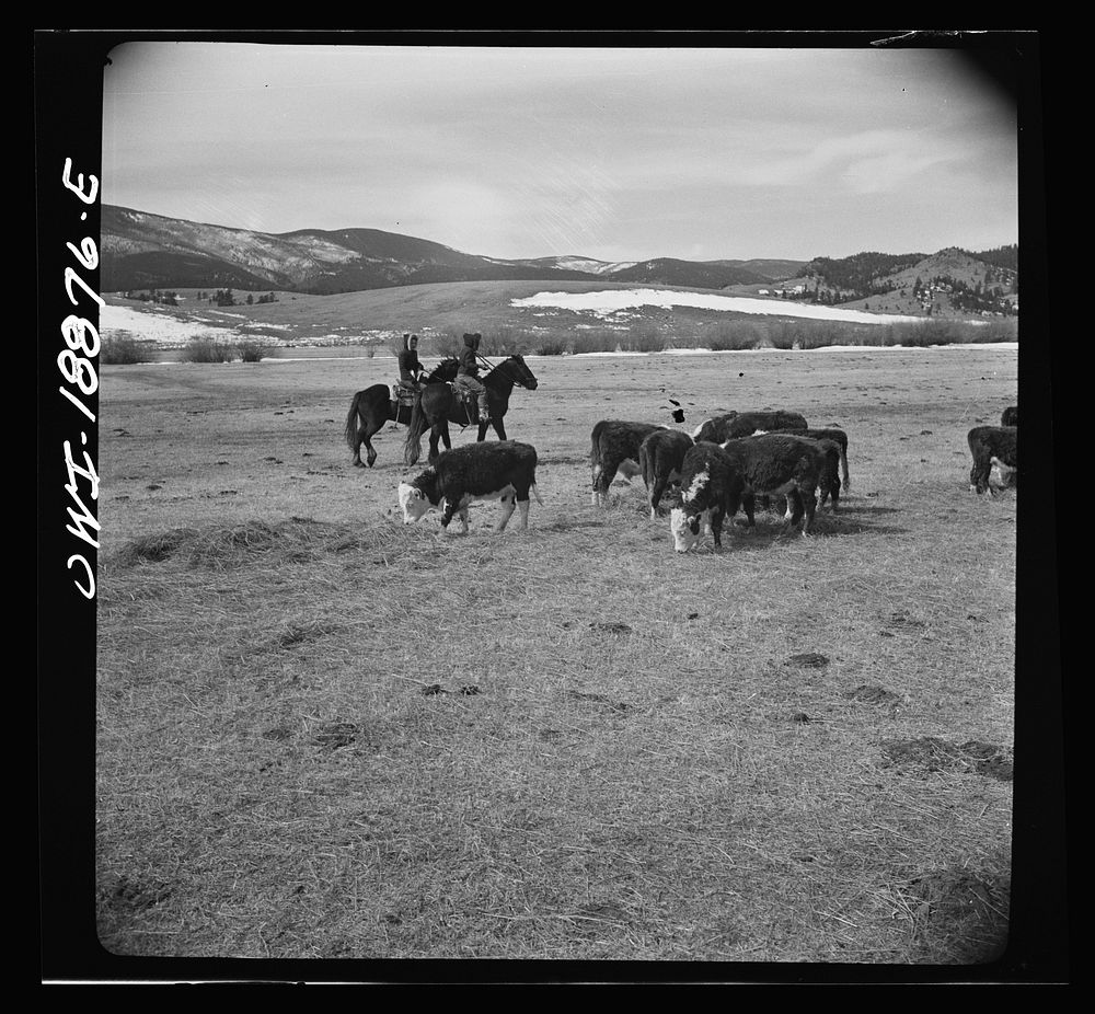 Moreno Valley, Colfax County, New Mexico. George Mutz's daughters holding stock on the winter range for feeding. Sourced…