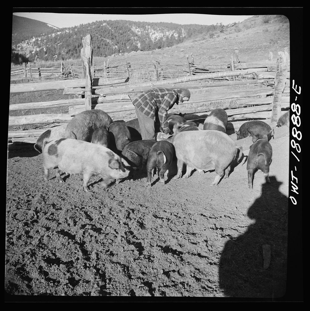 Moreno Valley, Colfax County, New Mexico. Boy feeding hogs on George Mutz's farm. Sourced from the Library of Congress.