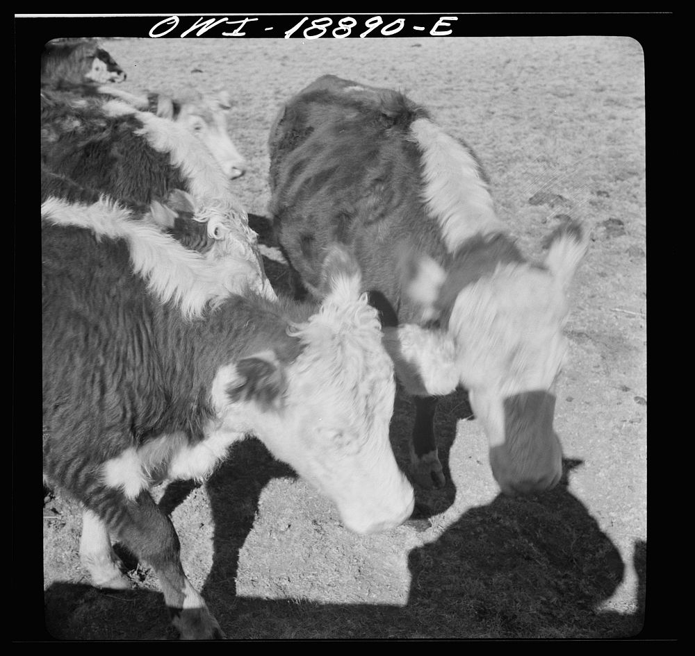 [Untitled photo, possibly related to: Moreno Valley, Colfax County, New Mexico. Stock on George Mutz's ranch]. Sourced from…
