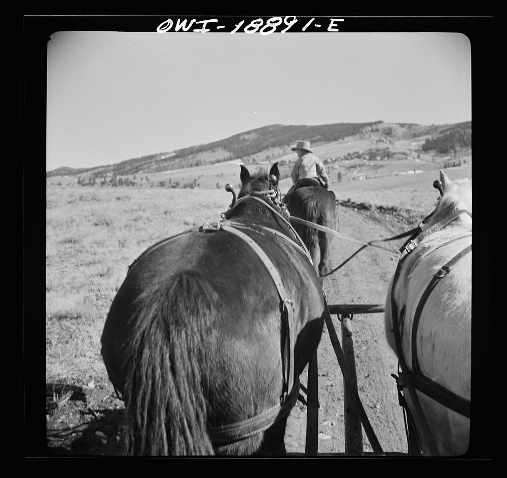 [Untitled photo, possibly related to: Moreno Valley, Colfax County, New Mexico. Opening a gate on William Heck's ranch].…