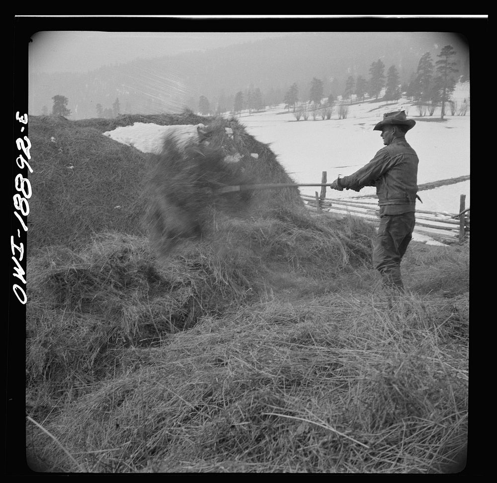 [Untitled photo, possibly related to: Moreno Valley, Colfax County, New Mexico. Pitching hay into a hay rack for winter…