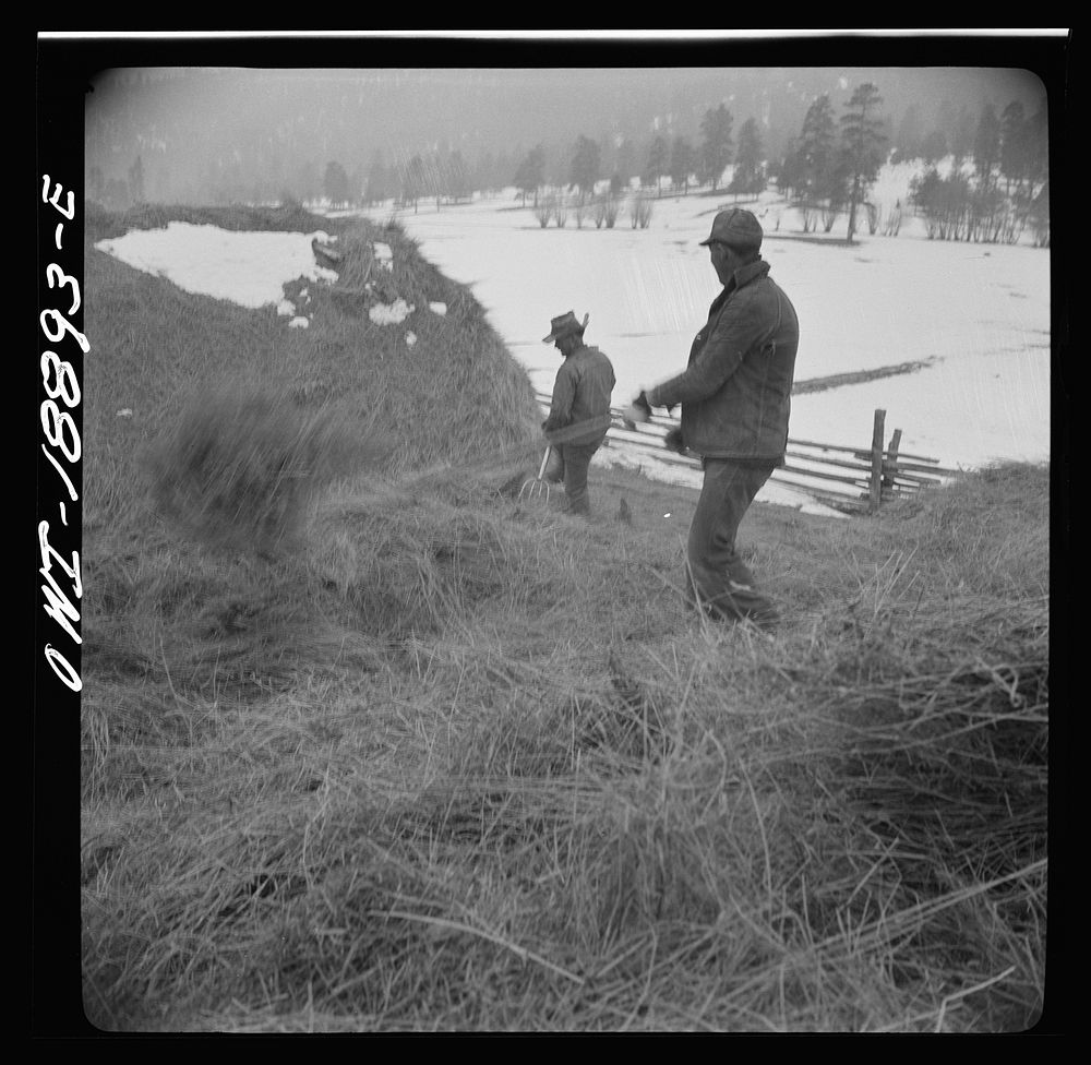 [Untitled photo, possibly related to: Moreno Valley, Colfax County, New Mexico. Pitching hay into a hay rack for winter…
