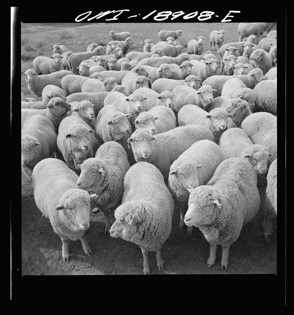 [Untitled photo, possibly related to: Los Cordovas (vicinity), west of Taos, Taos County, New Mexico. Sheep on a Spanish…