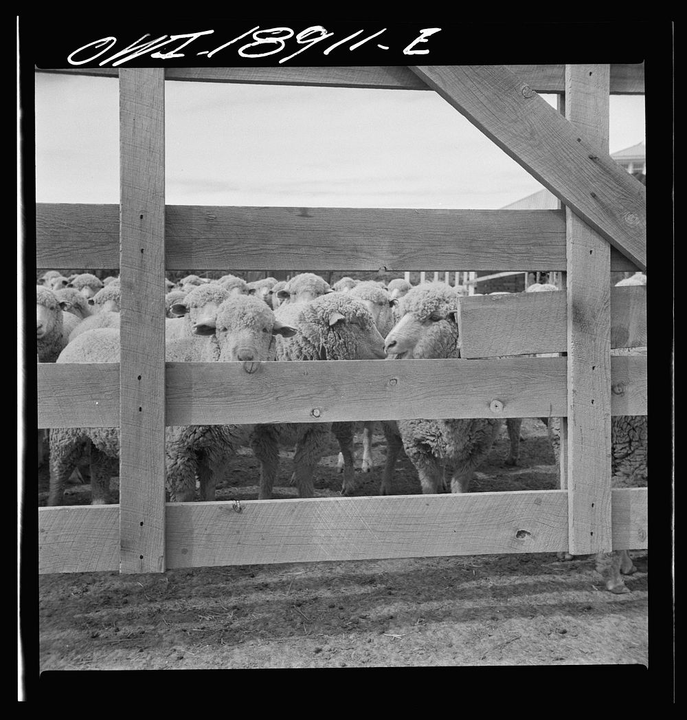 Los Cordovas (vicinity), west of Taos, Taos County, New Mexico. Sheep on a Spanish-American ranch. Sourced from the Library…