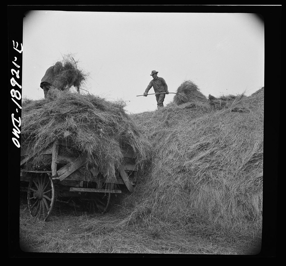 Moreno Valley, Colfax County, New Mexico. Pitching hay into a hay rack for winter feeding on George Mutz's ranch. Sourced…