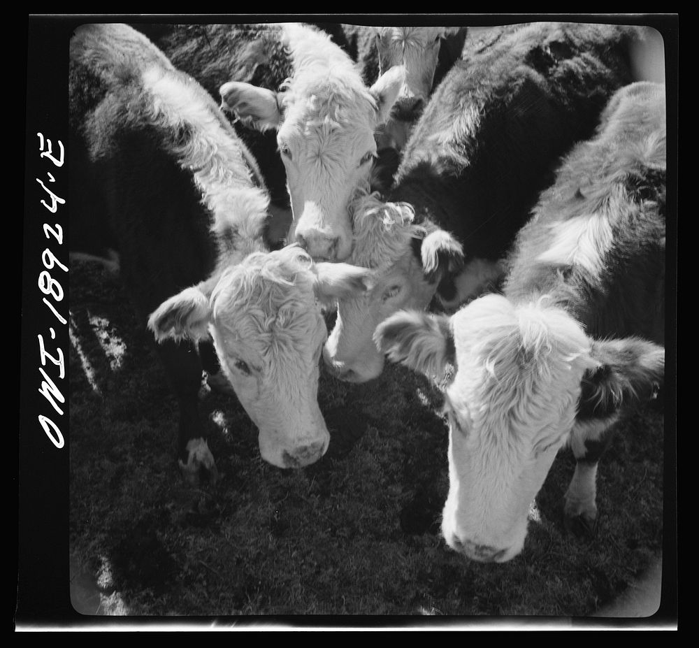 [Untitled photo, possibly related to: Moreno Valley, Colfax County, New Mexico. Stock on George Mutz's ranch]. Sourced from…