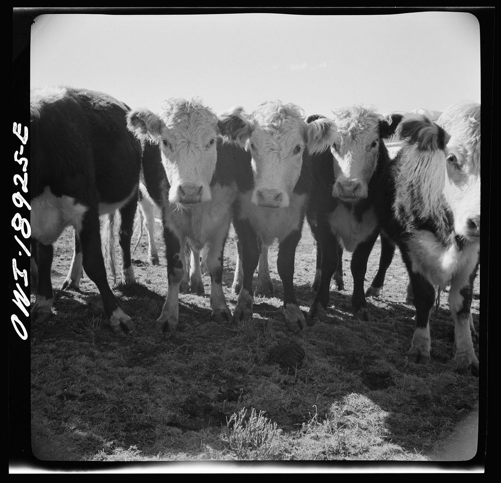 Moreno Valley, Colfax County, New Mexico. Stock on George Mutz's ranch. Sourced from the Library of Congress.