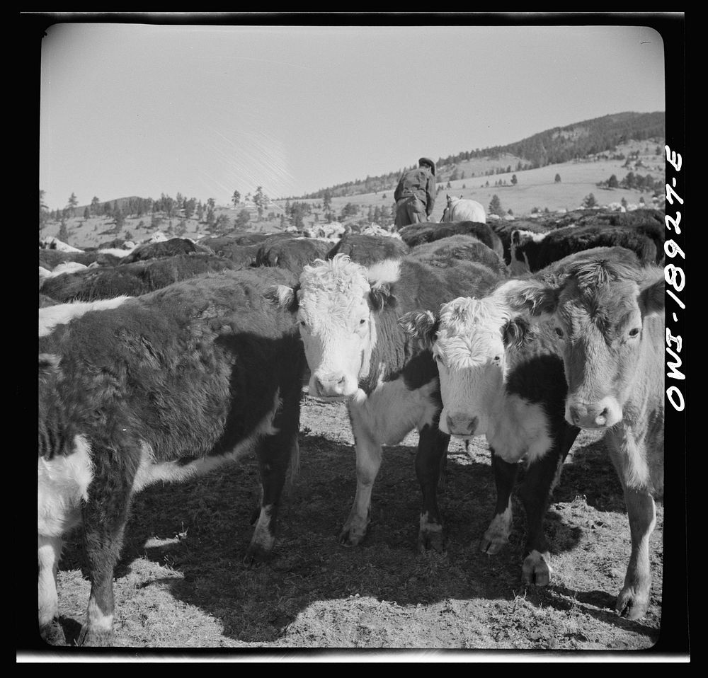 [Untitled photo, possibly related to: Moreno Valley, Colfax County, New Mexico. Stock on the Mutz ranch]. Sourced from the…