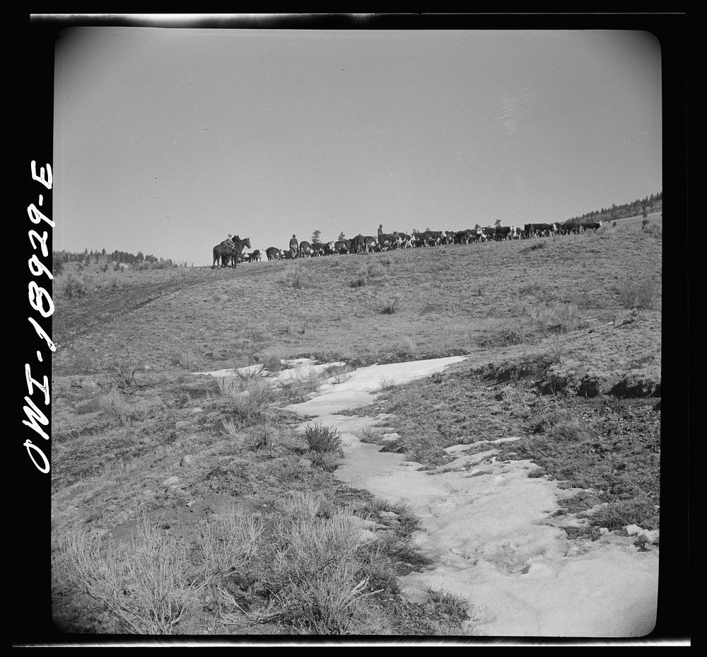 [Untitled photo, possibly related to: Moreno Valley, Colfax County, New Mexico. Winter feeding on George Mutz's ranch].…