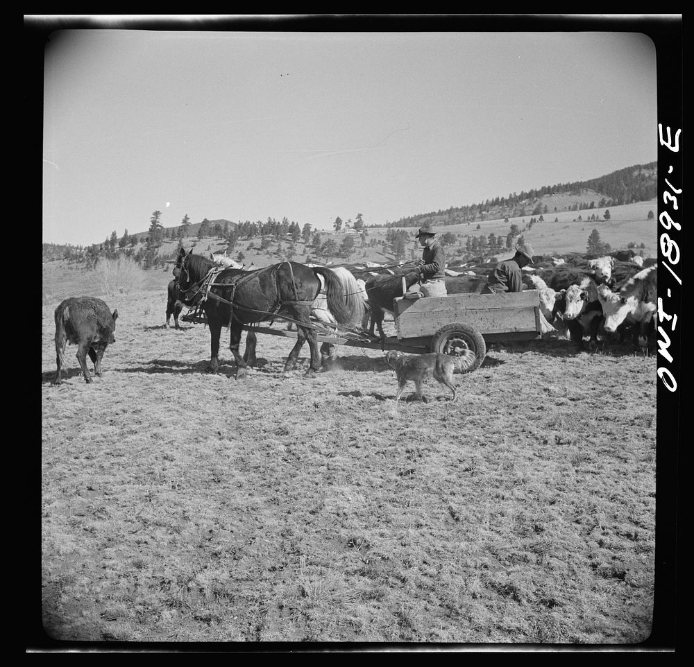 [Untitled photo, possibly related to: Moreno Valley, Colfax County, New Mexico. Putting out winter feed]. Sourced from the…