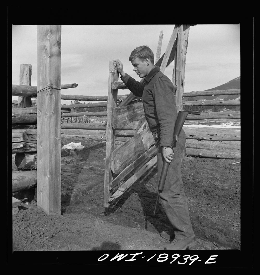 Moreno Valley, Colfax County, New Mexico. The older Mutz boy on his way to a coyote trap. Sourced from the Library of…