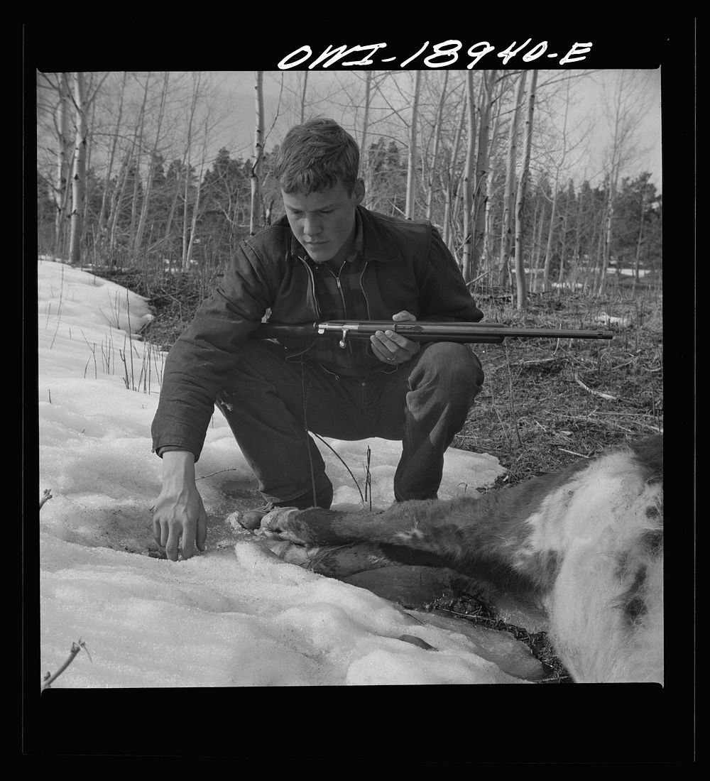 Moreno Valley, Colfax County, New Mexico. The older Mutz boy inspecting a coyote trap. Sourced from the Library of Congress.