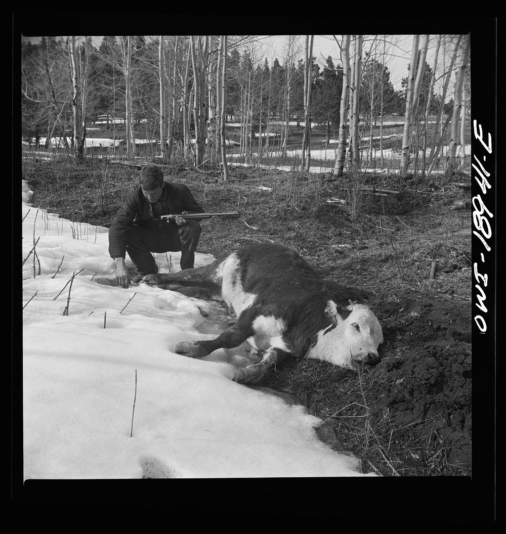 Moreno Valley, Colfax County, New Mexico. The older Mutz boy inspecting a coyote trap. Sourced from the Library of Congress.