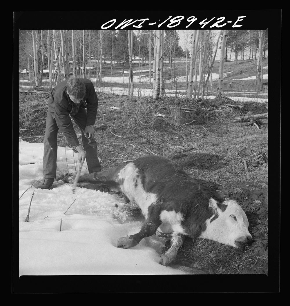 Moreno Valley, Colfax County, New Mexico. Covering up a coyote trap which he has placed near a carcass used as bait. Sourced…