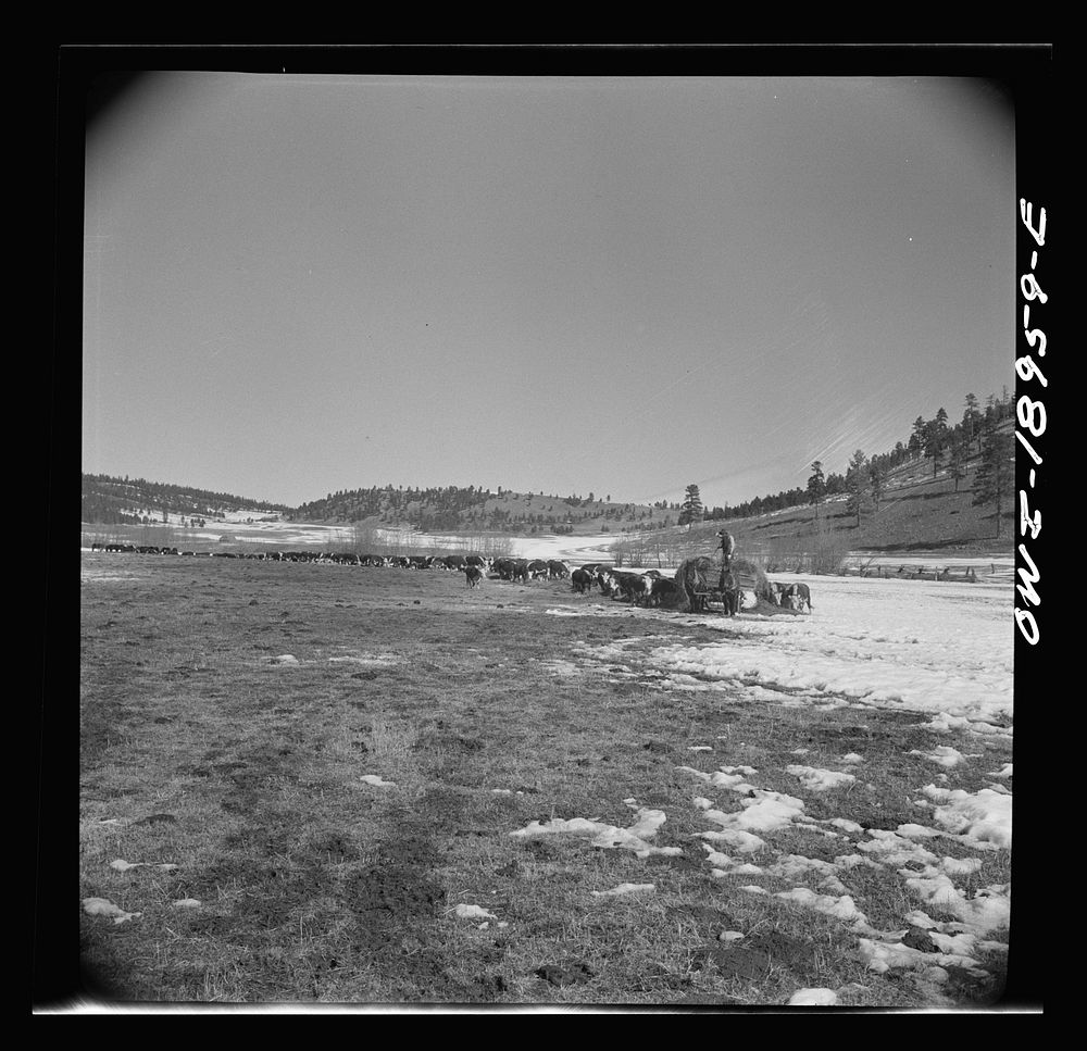 Moreno Valley, Colfax County, New Mexico. Winter feeding on George Mutz's ranch. Sourced from the Library of Congress.