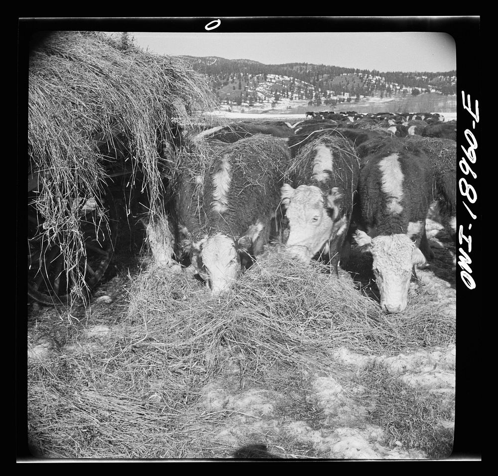 Moreno Valley, Colfax County, New Mexico. Winter feeding on George Mutz's ranch. Sourced from the Library of Congress.