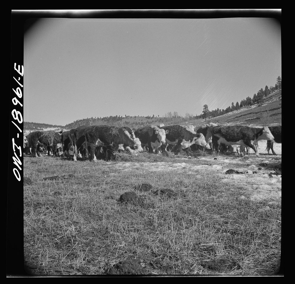[Untitled photo, possibly related to: Moreno Valley, Colfax County, New Mexico. Winter feeding on George Mutz's ranch].…