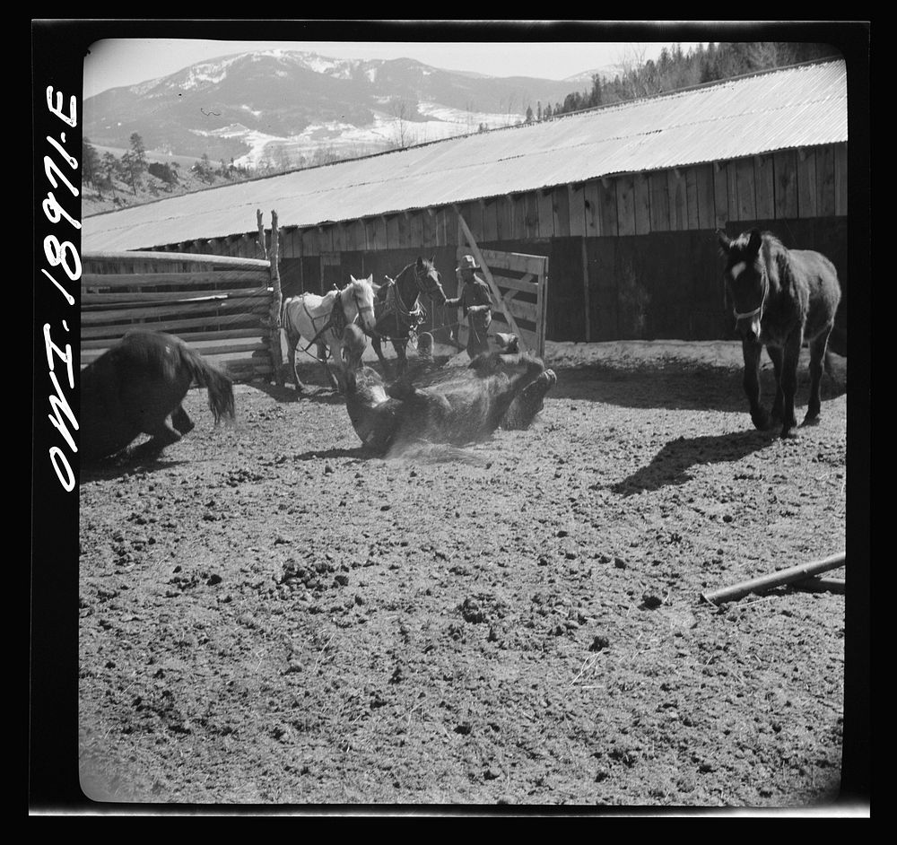 Moreno Valley, Colfax County, New Mexico. William Heck's horses rolling in the corral. Sourced from the Library of Congress.