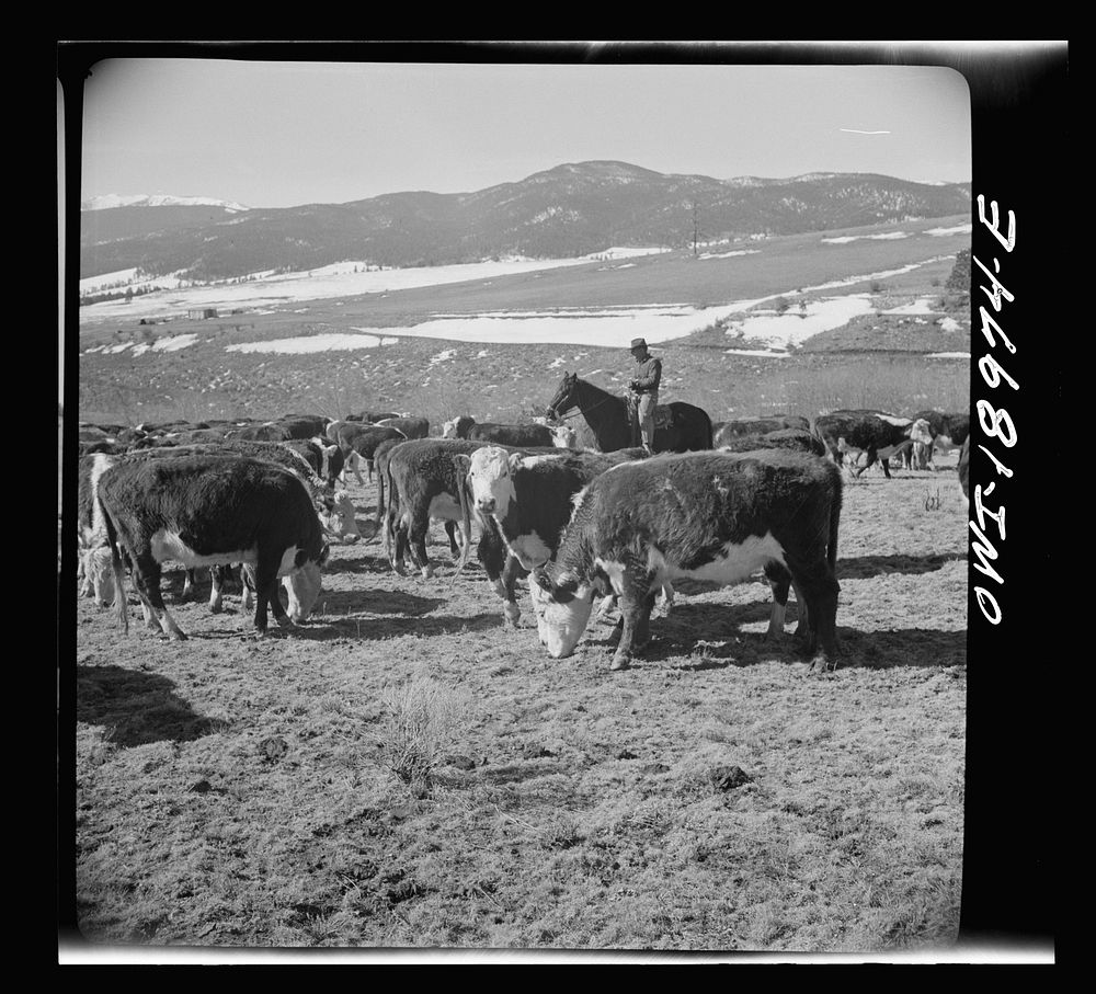 Moreno Valley, Colfax County, New Mexico. William Heck, a second generation cattleman, holding stock on his winter range for…