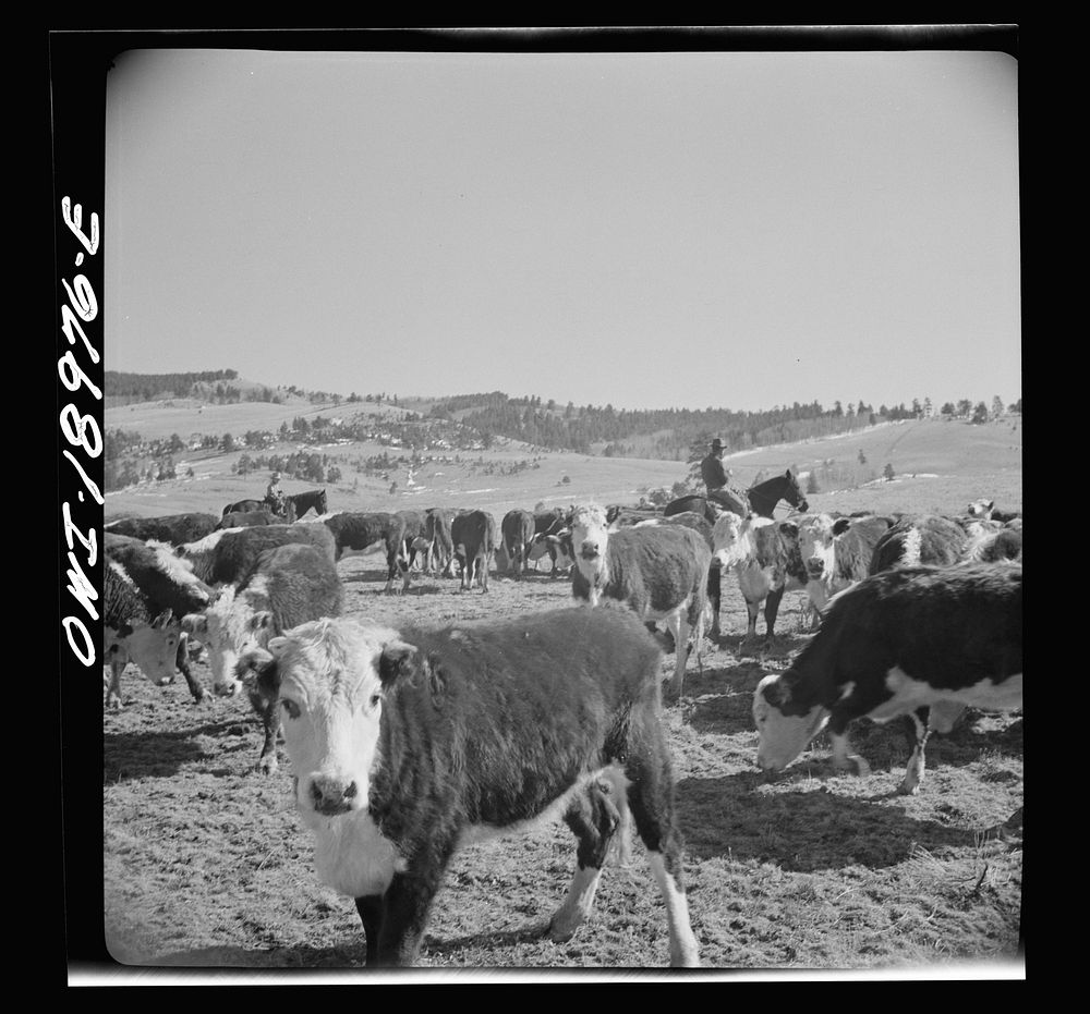 [Untitled photo, possibly related to: Moreno Valley, Colfax County, New Mexico. William Heck, a second generation cattleman…