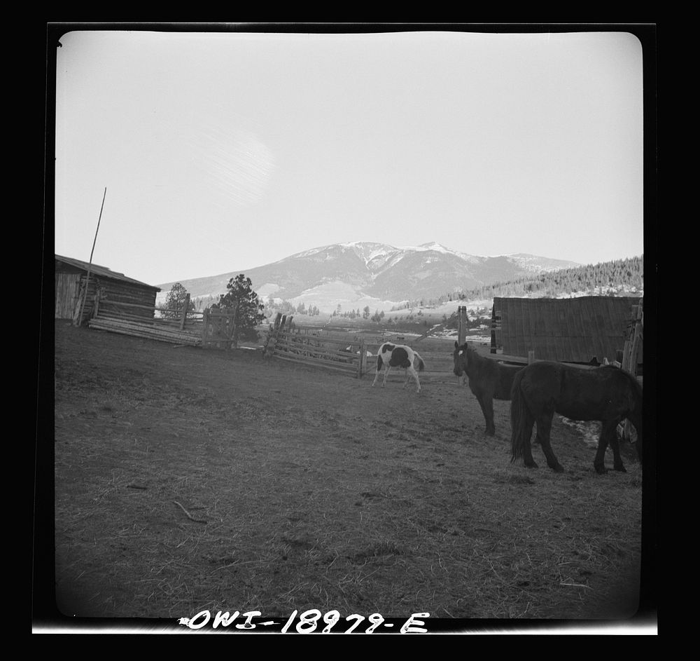 [Untitled photo, possibly related to: Moreno Valley, Colfax County, New Mexico. Home corrals on the Mutz ranch]. Sourced…