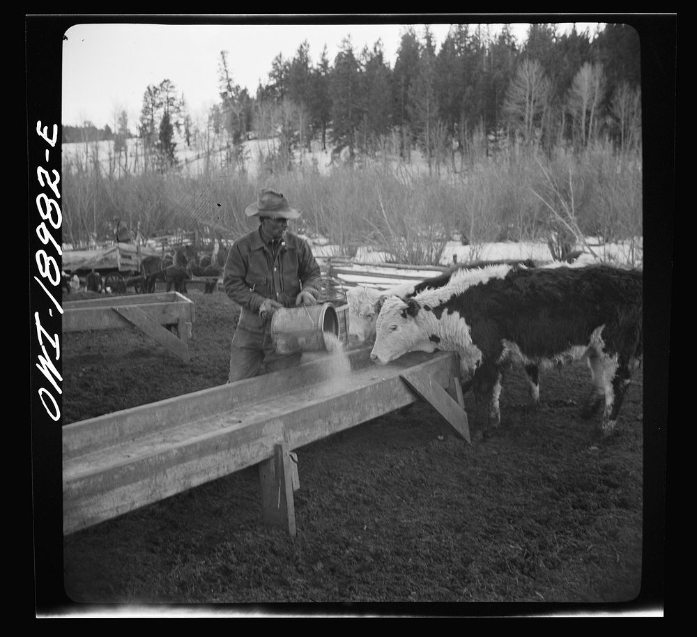 Moreno Valley, Colfax County, New Mexico. Feeding stock on the Mutz ranch. Sourced from the Library of Congress.
