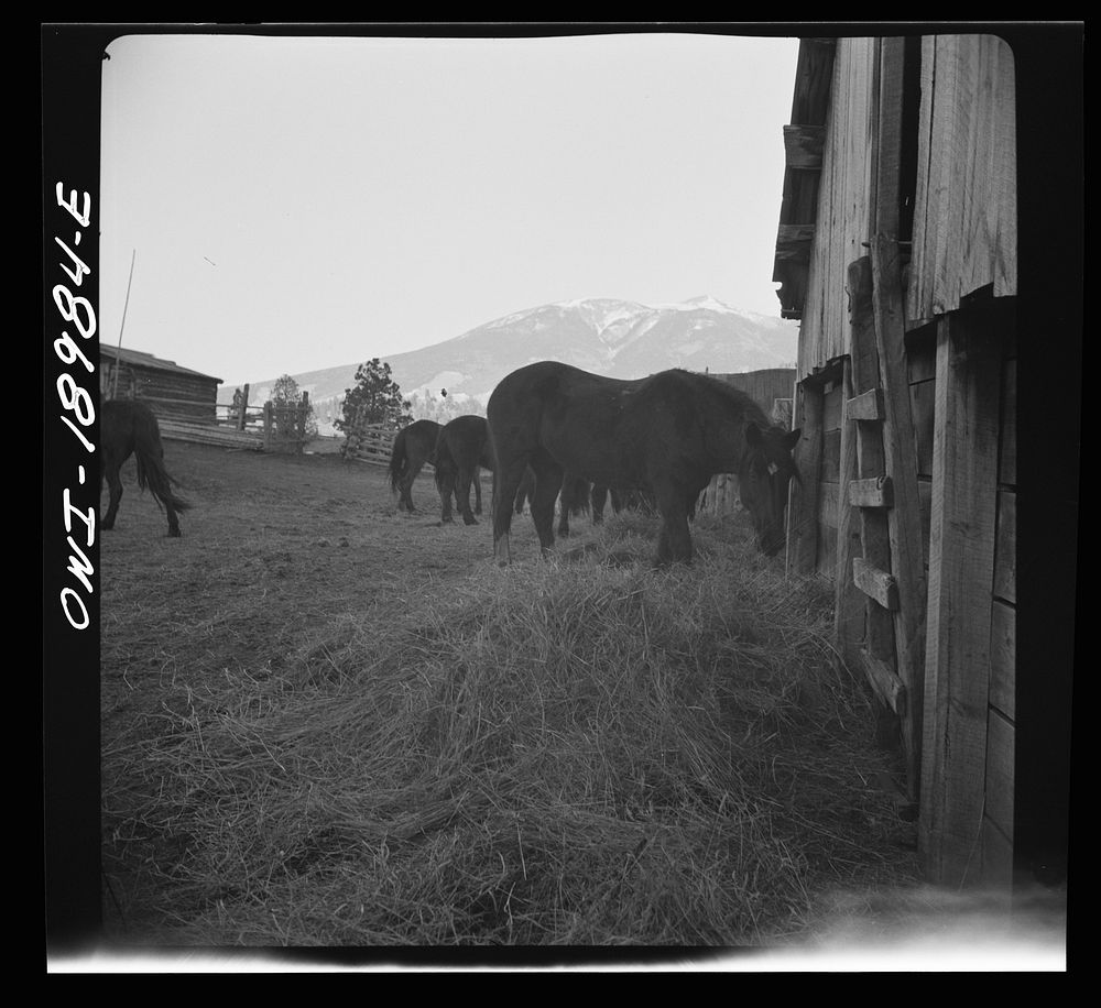 [Untitled photo, possibly related to: Moreno Valley, Colfax County, New Mexico. A horse corral]. Sourced from the Library of…