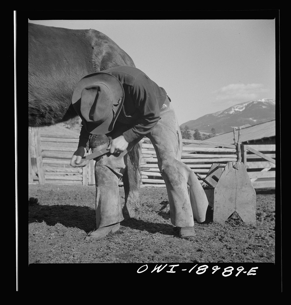 Moreno Valley, Colfax County, New Mexico. William Heck shoeing a horse. Sourced from the Library of Congress.