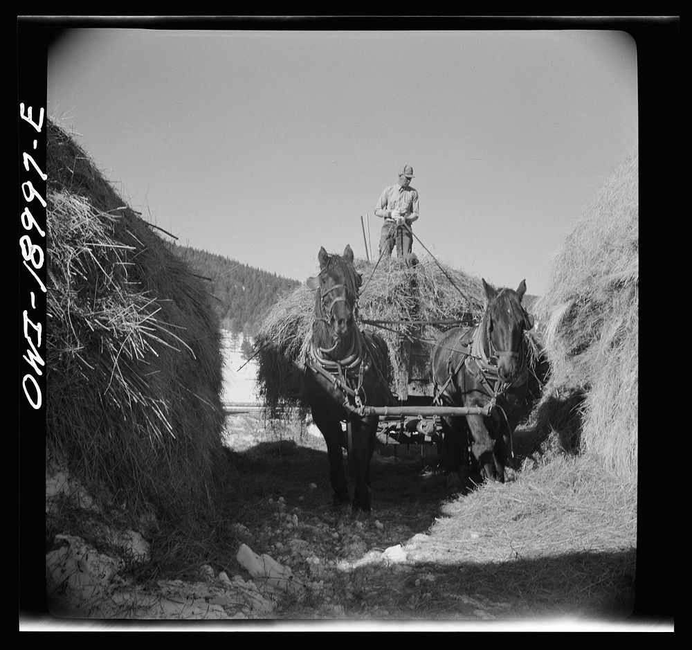 [Untitled photo, possibly related to: Moreno Valley, Colfax County, New Mexico. Pitching hay into a rack for winter feeding…