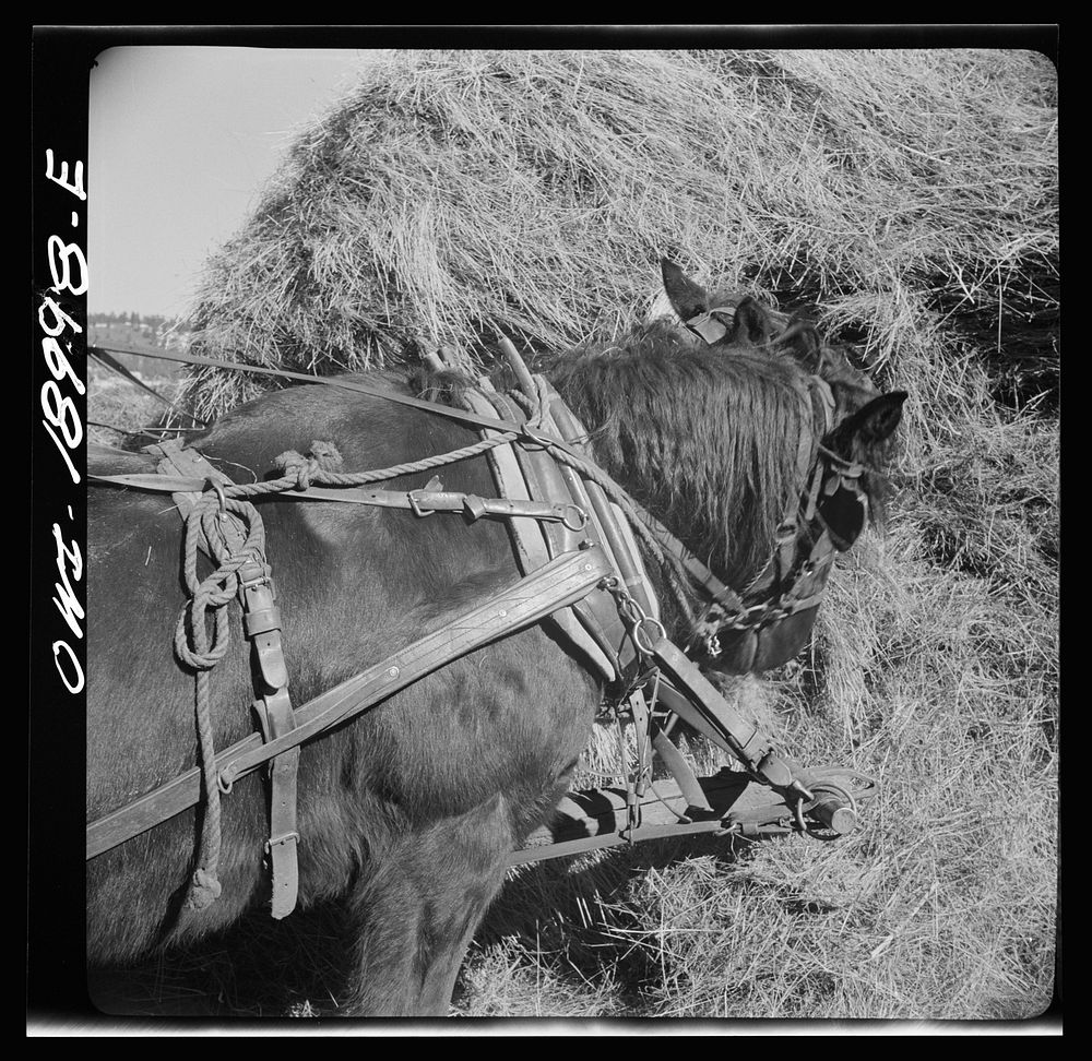 Moreno Valley, Colfax County, New Mexico. A team on George Mutz's ranch foraging in a hay stack while the hay rack is filled…