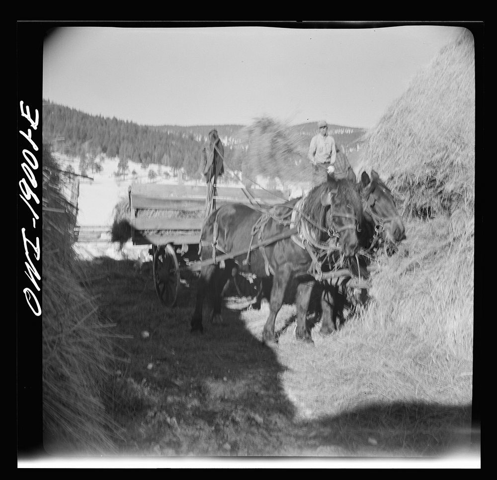 [Untitled photo, possibly related to: Moreno Valley, Colfax County, New Mexico. Pitching hay into a rack for winter feeding…