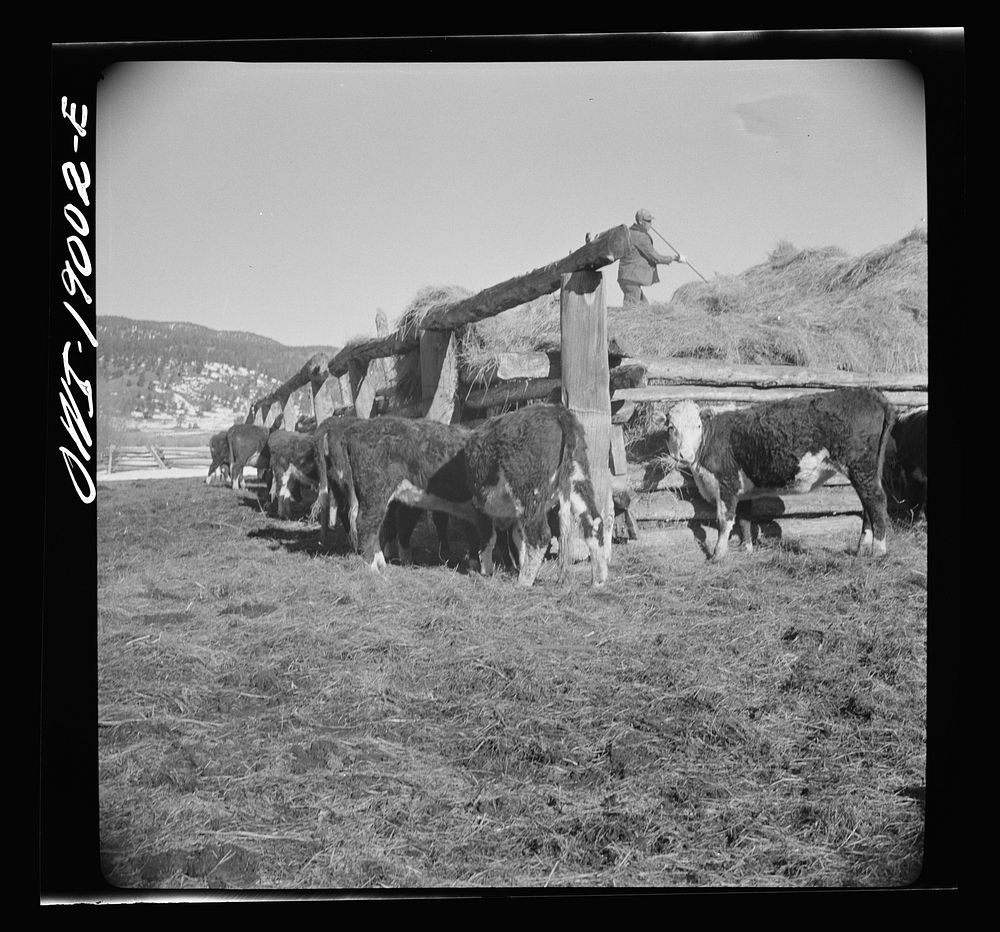 [Untitled photo, possibly related to: Moreno Valley, Colfax County, New Mexico. Winter feeding on the Mutz ranch]. Sourced…