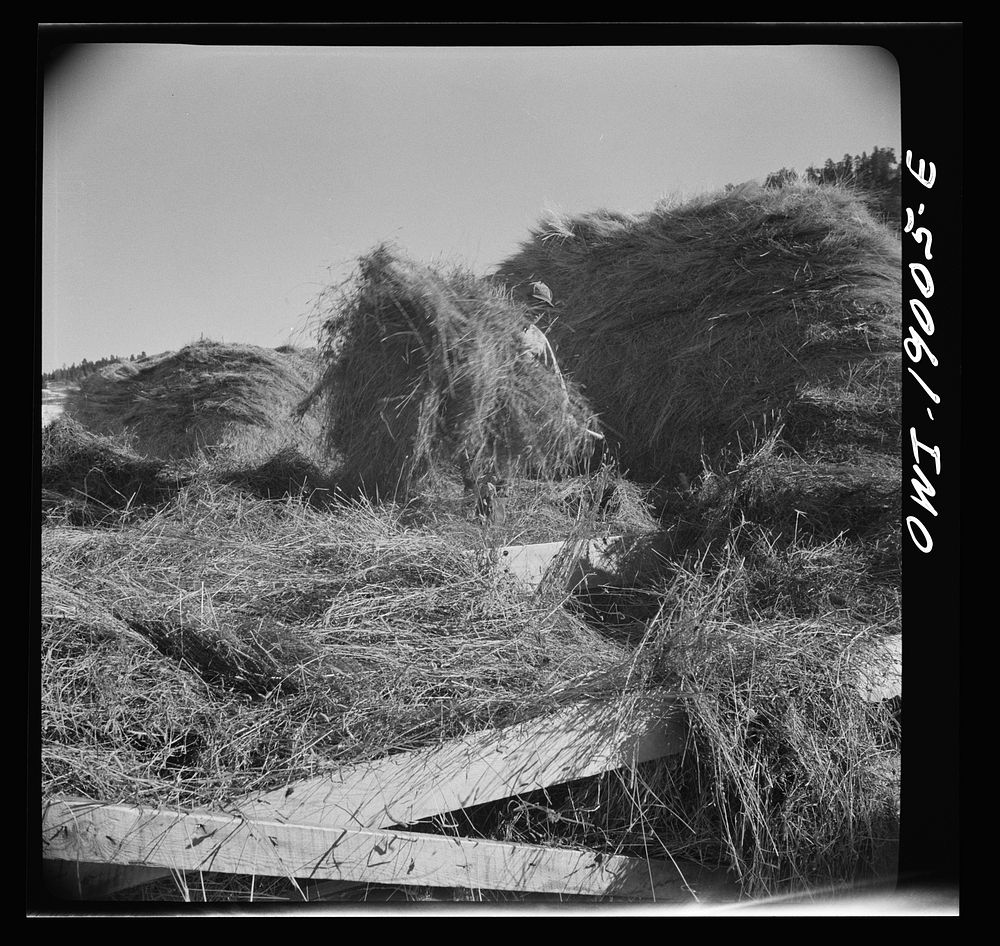 [Untitled photo, possibly related to: Moreno Valley, Colfax County, New Mexico. Pitching hay into a rack for winter feeding…
