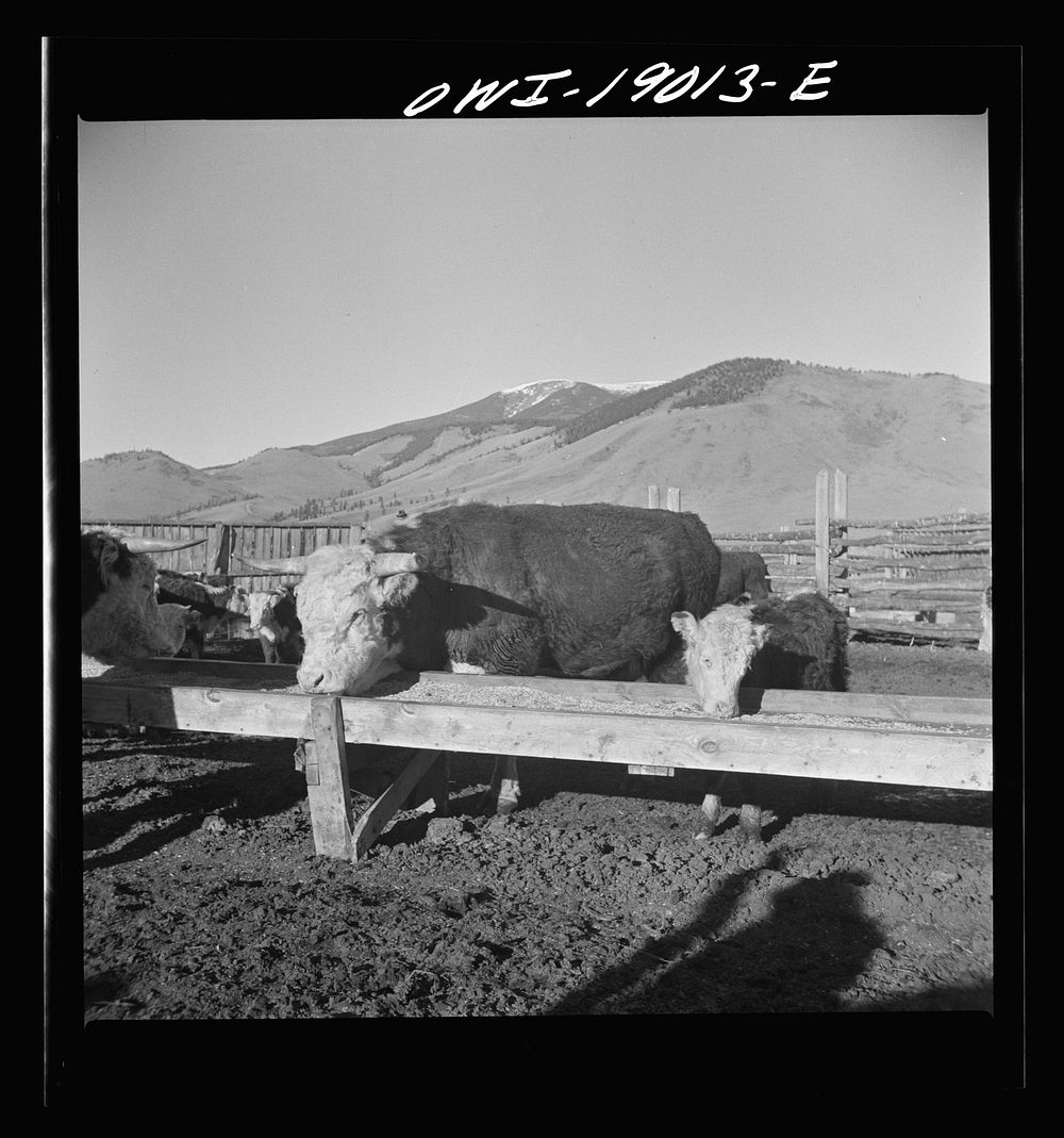 Moreno Valley, Colfax County, New Mexico. Fattening stock on the Mutz ranch. Sourced from the Library of Congress.