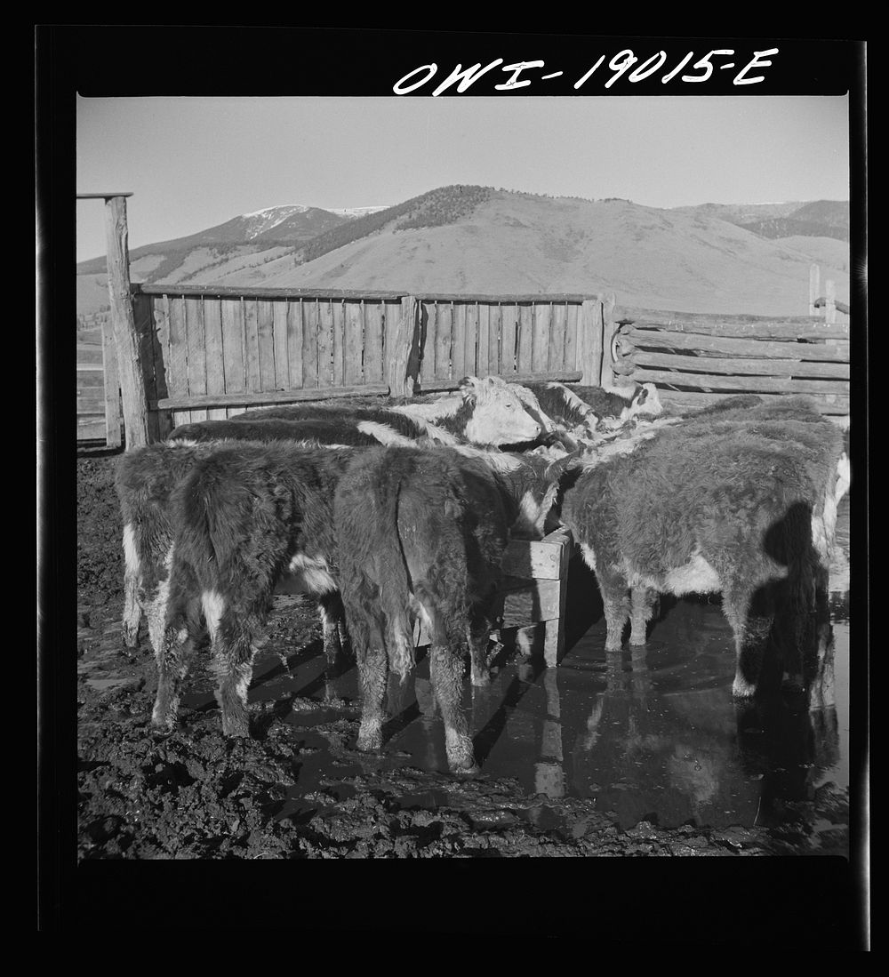 [Untitled photo, possibly related to: Moreno Valley, Colfax County, New Mexico. Fattening stock on the Mutz ranch]. Sourced…