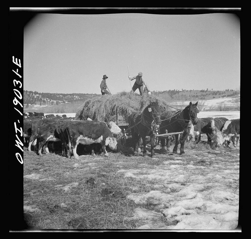 Moreno Valley, Colfax County, New Mexico. Winter feeding on the Mutz ranch. Sourced from the Library of Congress.