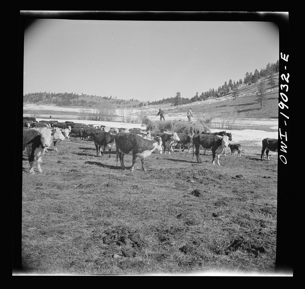 Moreno Valley, Colfax County, New Mexico. Winter feeding on the Mutz ranch. Sourced from the Library of Congress.