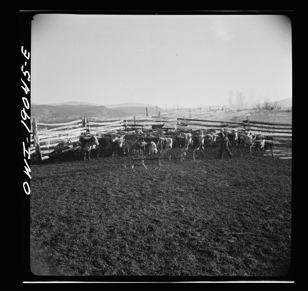 [Untitled photo, possibly related to: Moreno Valley, Colfax County, New Mexico. Corrals on George Mutz's ranch]. Sourced…