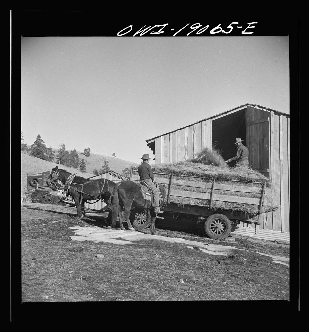[Untitled photo, possibly related to: Moreno Valley, Colfax County, New Mexico. Loading hay into a rack for winter feeding…