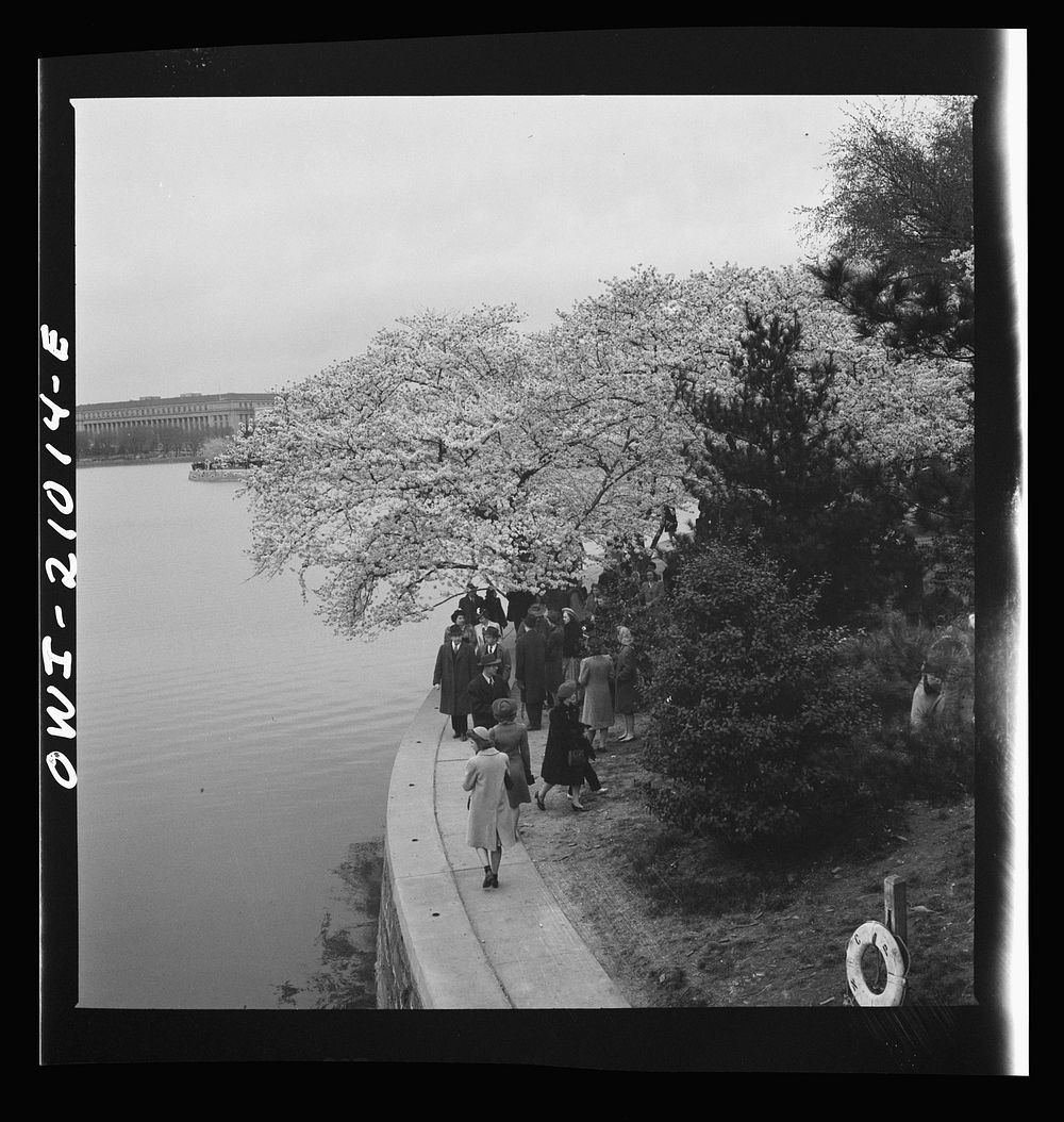 [Untitled photo, possibly related to: Washington, D.C. Admiring the cherry blossoms]. Sourced from the Library of Congress.