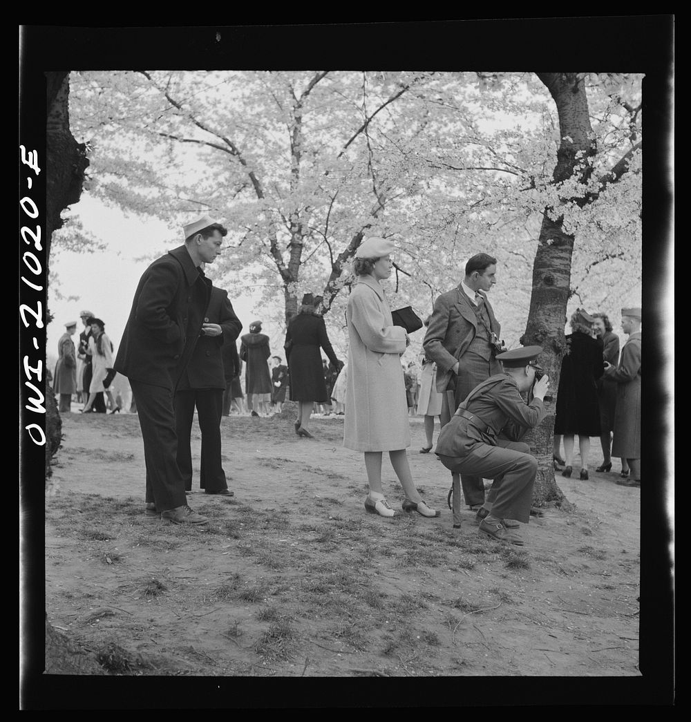 Washington, D.C. Admiring the cherry blossoms. Sourced from the Library of Congress.