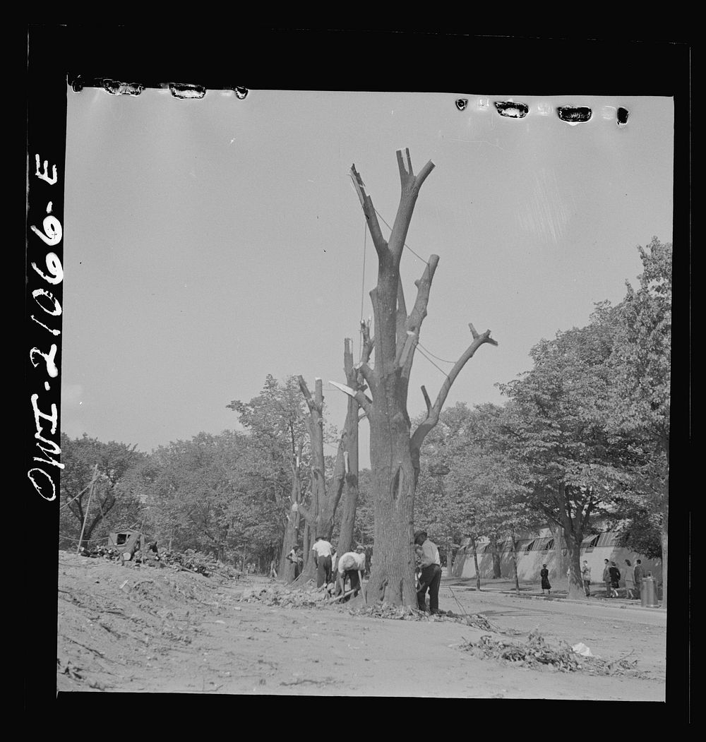 Washington, D.C. Preparing the ground for the construction of emergency buildings on Independence Avenue. Sourced from the…