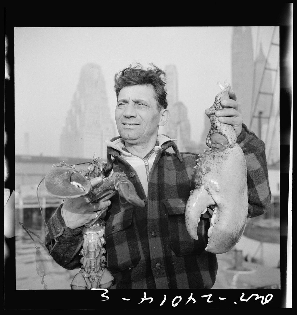 New York, New York. Dock stevedore at the Fulton fish market holding giant lobster claws. Sourced from the Library of…