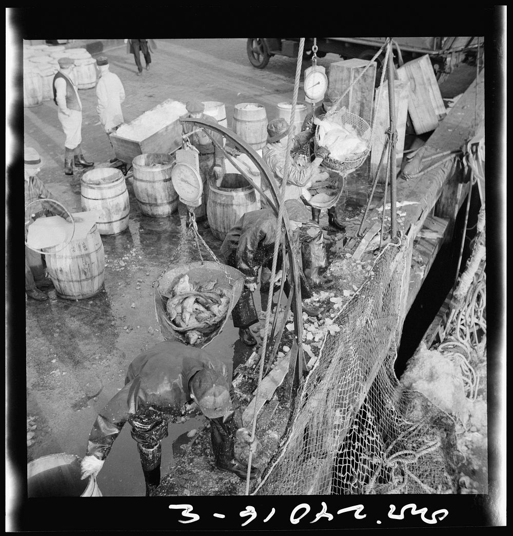 [Untitled photo, possibly related to: New York, New York. Stevedores at the Fulton fish market unloading fish from boats…