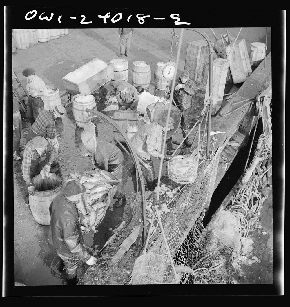 New York, New York. Stevedores at the Fulton fish market unloading fish from boats caught off the New England coast. Sourced…