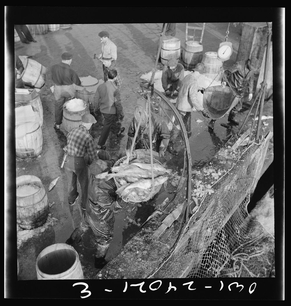New York, New York. Stevedores at the Fulton fish market unloading and packing fish on the docks. Sourced from the Library…