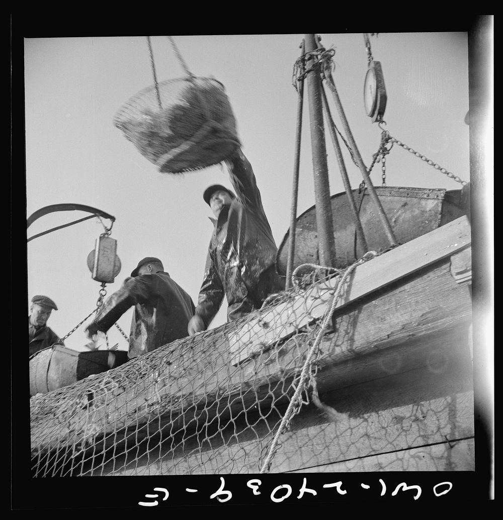 [Untitled photo, possibly related to: New York, New York. Dock stevedores at the Fulton fish market sending up baskets of…