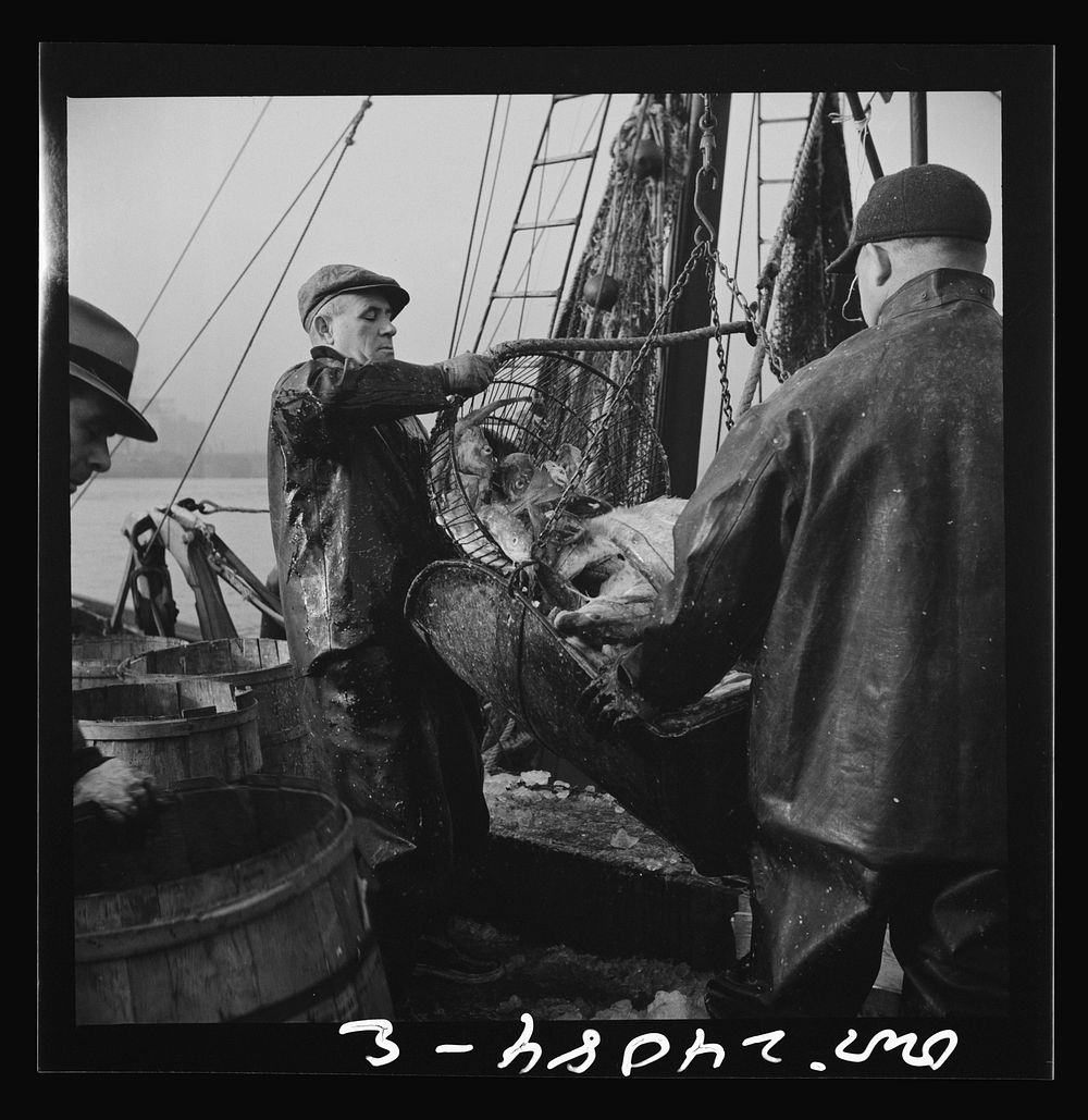 New York, New York. New England fishermen unloading fish at Fulton fish market. Sourced from the Library of Congress.