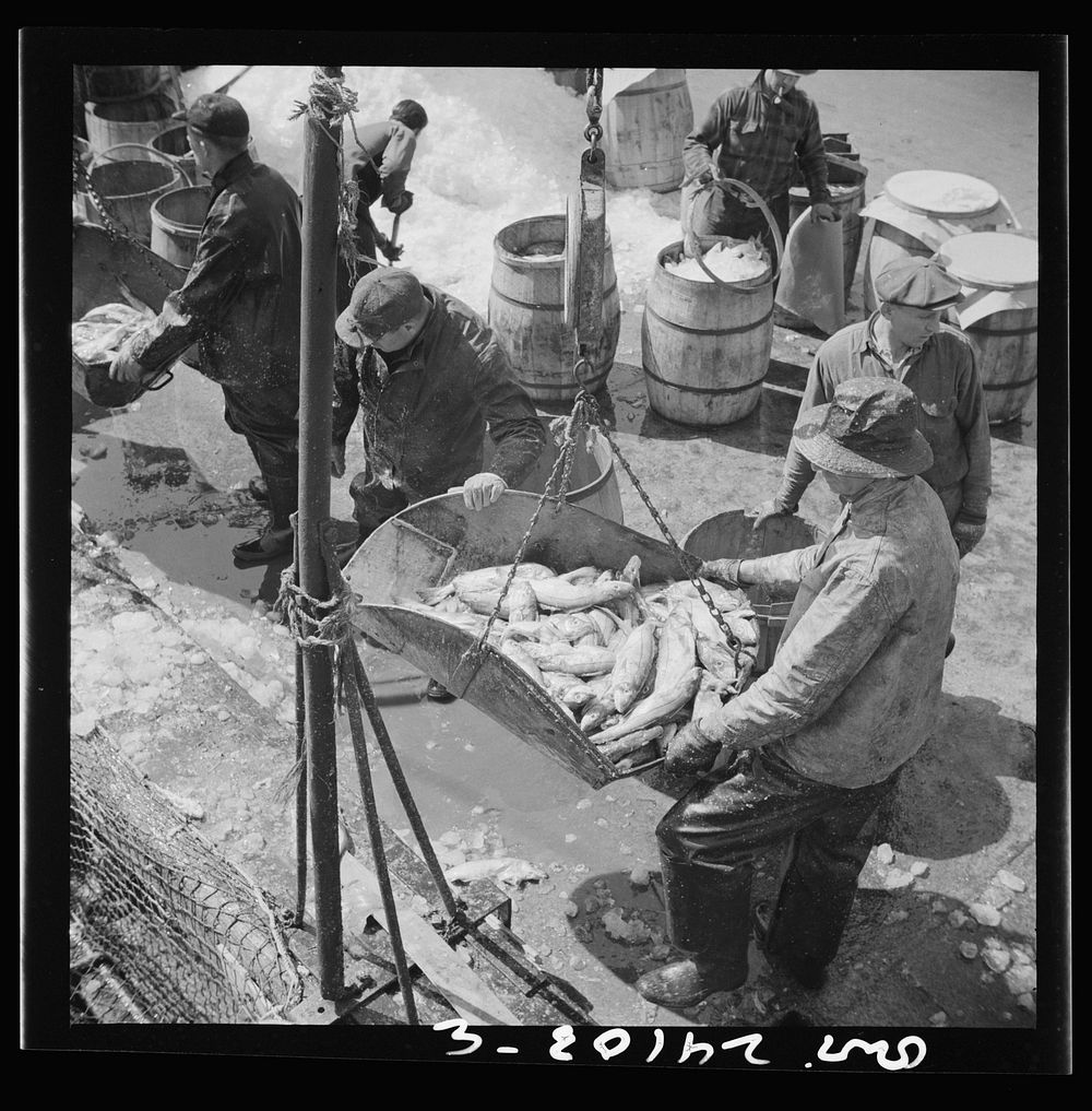 New York, New York. Fulton fish market dock stevedores unloading and weighing fish in the early morning. Sourced from the…