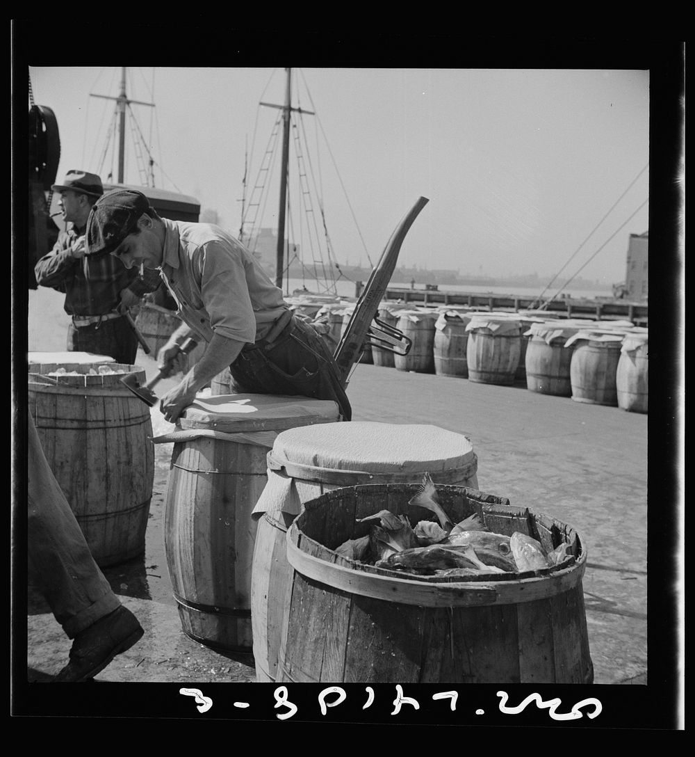 New York, New York. Packing fish in barrels at the Fulton fish market. Sourced from the Library of Congress.